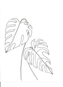 Line drawing of two monstera leaves with prominent splits and holes, each on a separate stem, set against a plain white background. - Spruced Studio Upscale Workshop