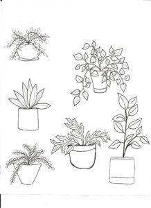 Line drawing of six different potted plants, each with distinct leaf shapes and arrangements, displayed separately on a plain background. - Spruced Studio Upscale Workshop