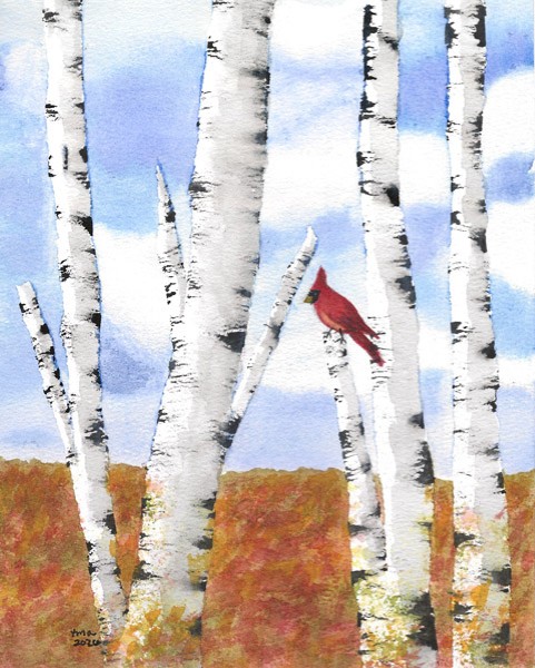 A red cardinal perches on a white birch tree amid several birches, with a blue sky and autumn foliage in the background. - Spruced Studio Upscale Workshop