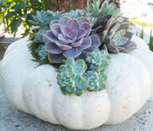 A white pumpkin is used as a planter, filled with green and purple succulent plants arranged in a decorative display. - Spruced Studio Upscale Workshop