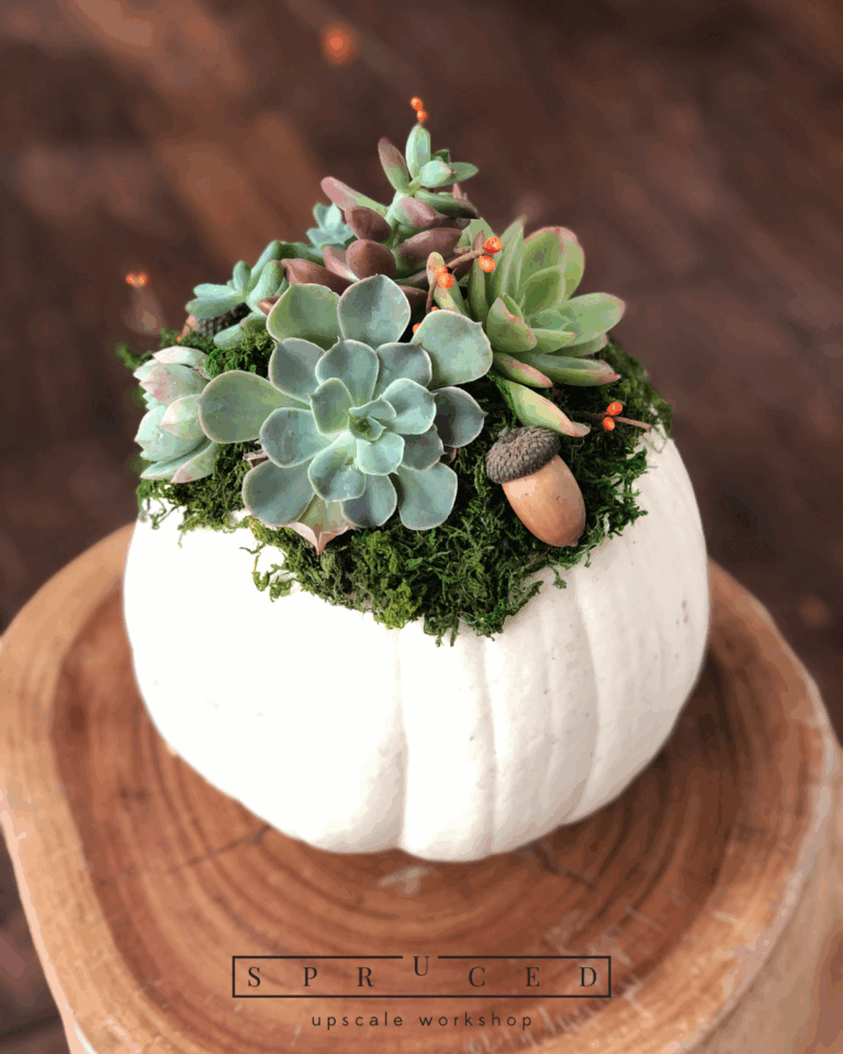 A white pumpkin is used as a planter, filled with green succulents, moss, and a small decorative acorn, placed on a wooden surface. - Spruced Studio Upscale Workshop